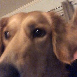 Meet your Posher, Lucy